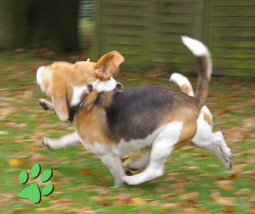 Running Beagle. Bald gibt es Welpen